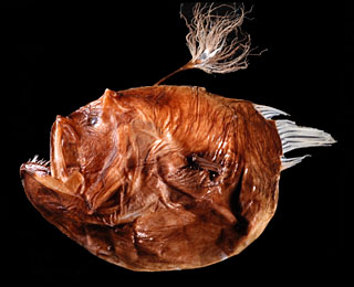Image of Deep sea anglerfish species Bufoceratias shaoi