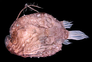 Image of Deep sea anglerfish species Himantolophus appelii