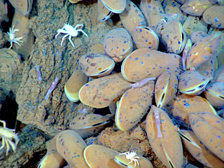 Image of clams and crustaceans near a hydrothermal vent