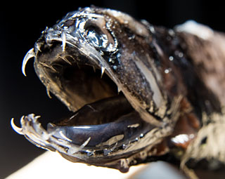 Closeup image of a deep sea dragonfish jaw