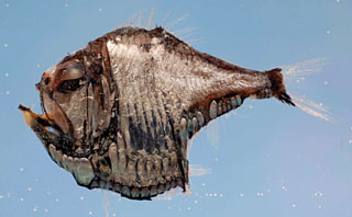 Deep Sea Hatchetfish specimen
