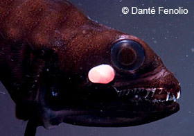 Image of a female deep sea anglerfish