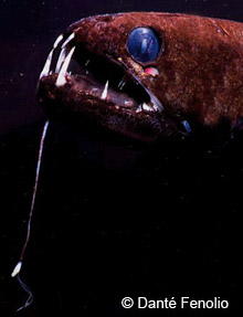 Closeup of a dragonfish showing its light-producing barbel