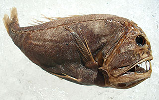 Image of a preserved Specimen of a Fangtooth