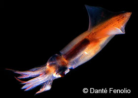 Firefly squid shown in natural light