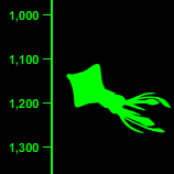 Firefly Squid Depth - 1,200 Feet