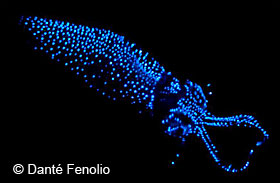 Firefly squid with its amazing light show