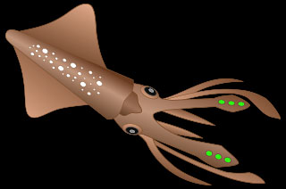 Watasenia scintillans, the firefly squid