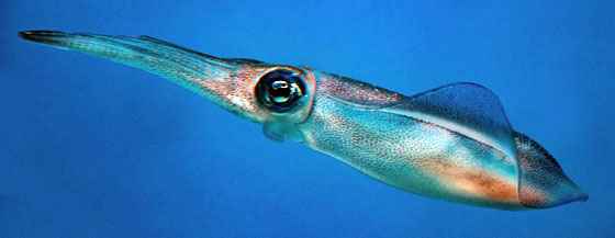 Image of a firefly squid swimming in the ocean