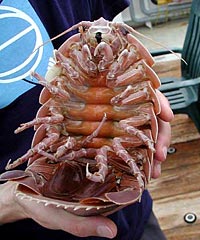 Giant isopod specimen showing body underside
