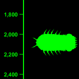 Giant-Isopod Depth - 2,500 Feet