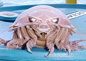 Giant isopod specimen showing front features