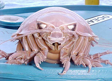 Image of a giant isopod specimen showing front features