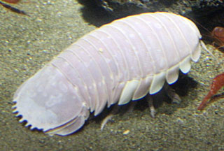 Image of a giant isopod at the Tokyo Sea Life Park, Japan