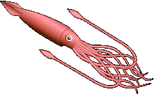 giant squid deep sea
