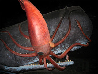 Replica of a giant squid fighting with a sperm whale at the American Museum of Natural History