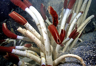 Closeup photo of giant tube worms near a hydrothermal vent