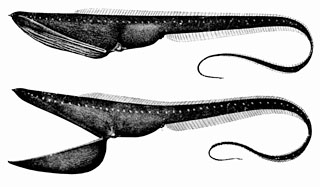 Gulper Eel - Deep Sea Creatures on Sea and Sky