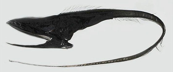 Image of a preserved specimen of a gulper eel