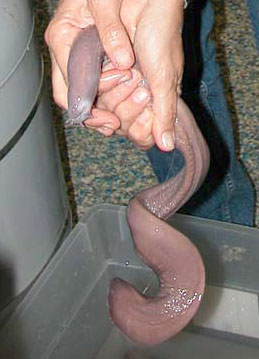 A hagfish specimen caught for research purposes