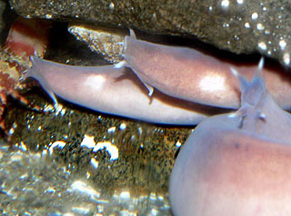 Image of Hagfish under a rock on the ocean floor