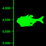 Deep Sea Hatchetfish Depth - 4,500 Feet