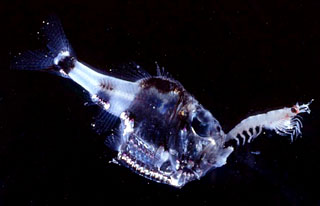 Image of a hatchetfish feeding on a shrimp