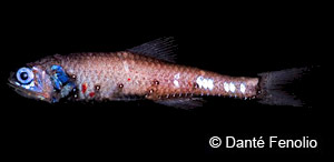 Image of a lanternfish with photophores visible