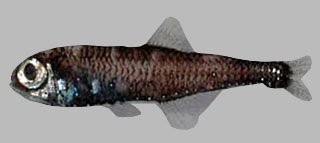 Photo of a lanternfish showing light-producing photophores