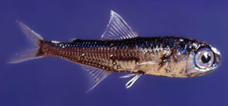 Image of a lanternfish with photophores visible