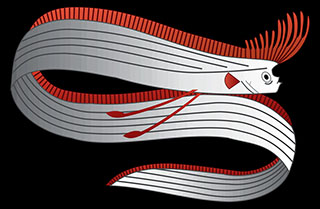 Regalecus glesne, the oarfish