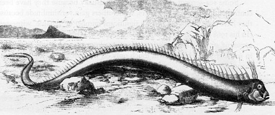 Drawing of an oarfish that washed ashore in Bermuda in 1860