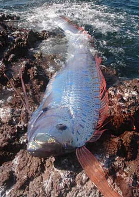 Oarfish stranded on a rocky shore