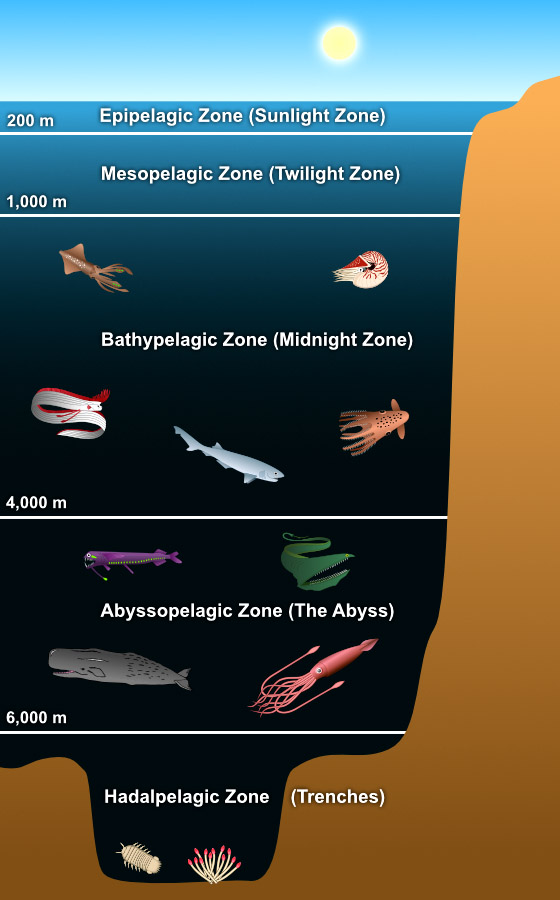 Layers of the Ocean Showing the Five Zones