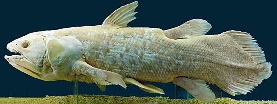 Coelacanth specimen on display at the natural history museum in Vienna, Austria 