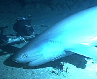 Closeup of sixgill photographed at over 1,800 feet
