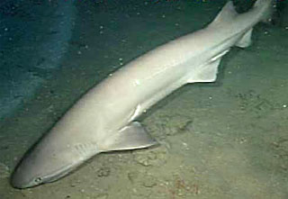 Sixgill shark swimming along the ocean floor