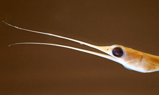 Closeup of a snipe eel showing the long, curved jaws that resemble a bird's beak