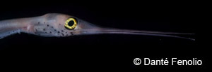 Closeup of a snipe eel showing the long, curved jaws that resemble a bird's beak