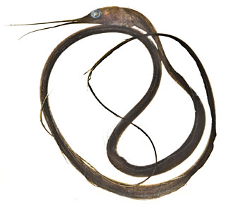 Dried specimen of a snipe eel