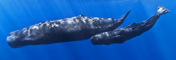 Image of a mother sperm whale swimming with her calf