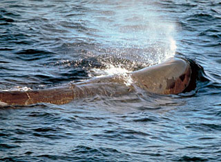 Sperm whale breaching the surface of the water for a breath of air