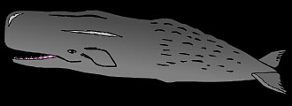 Physeter macrocephalus, the sperm whale