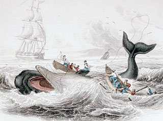 Drawing of a sperm whale being hunted by whalers