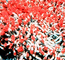 Deep Ocean Tubeworms