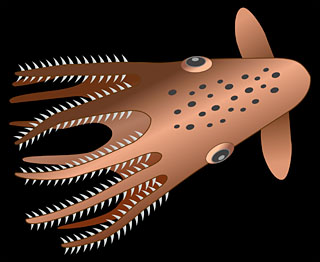 Vampyroteuthis infernalis, the vampire squid