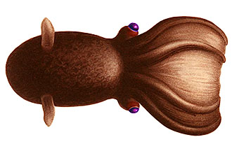 Artist rendering of a vampire squid top view