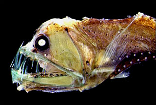 Closeup image of a viperfish head and massive jaw