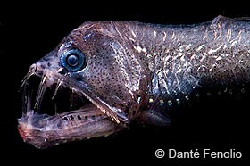 Closeup of viperfish showing its large teeth