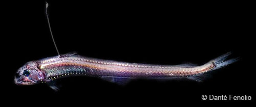 Image of a viperfish; notice the light organ on top of the extended dorsal fin ray